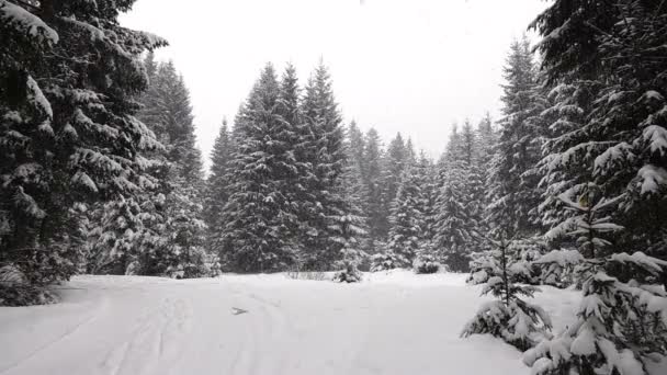Falling Snow Forest Slow Motion — Stock Video
