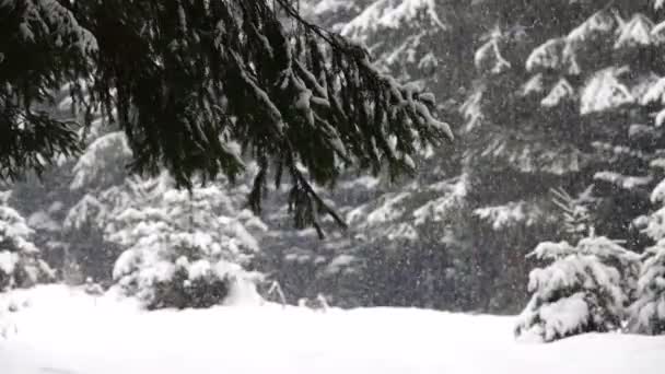 Cayendo Nieve Bosque Cámara Lenta — Vídeo de stock