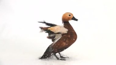 ağır çekim. beyaz ekranda izole kanatlarını çırparak erkek güzel parlak kırmızı ördek (tazı) (içinde Slav mitolojisi ve Budizm, bu kuş olarak kabul kutsal)