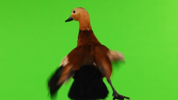 Αρσενικό Όμορφο Φωτεινό Κόκκινο Πάπια Ogar Περιστρέφεται Και Πτερύγια Φτερά — Αρχείο Βίντεο