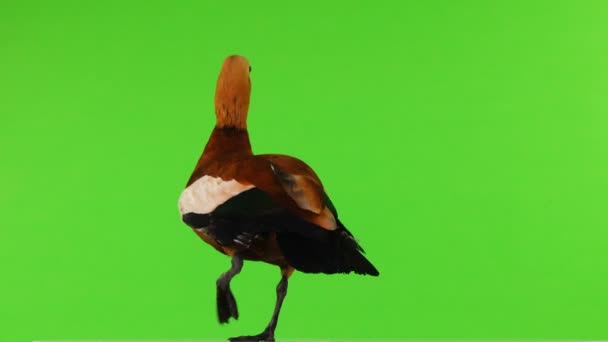 雄性美丽明亮的红鸭 在绿色的屏幕上被隔离 在斯拉夫神话和佛教中 这只鸟被认为是神圣的 — 图库视频影像