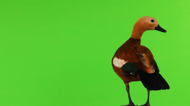 雄性美丽明亮的红鸭 在绿色的屏幕上被隔离 在斯拉夫神话和佛教中 这只鸟被认为是神圣的 — 图库视频影像