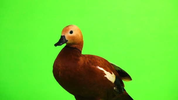 Männliche Schöne Leuchtend Rote Ente Ogar Dreht Sich Isoliert Auf — Stockvideo