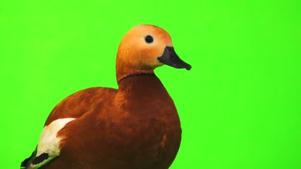 Retrato Macho Hermoso Pato Rojo Brillante Ogar Aislado Pantalla Verde — Vídeo de stock
