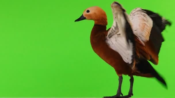 Macho Bonito Pato Vermelho Brilhante Ogar Gira Isolado Tela Verde — Vídeo de Stock