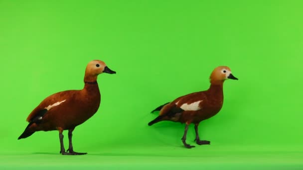在绿色屏幕上被隔离的两只男女美丽的鲜红鸭子 在斯拉夫神话和佛教中 这只鸟被认为是神圣的 — 图库视频影像