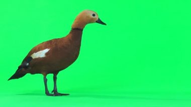 erkek güzel parlak kırmızı ördek (tazı) yaprakları yeşil ekranda izole kare (içinde Slav mitolojisi ve Budizm, bu kuş olarak kabul kutsal)