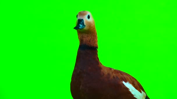 Retrato Macho Hermoso Pato Rojo Brillante Ogar Aislado Pantalla Verde — Vídeo de stock