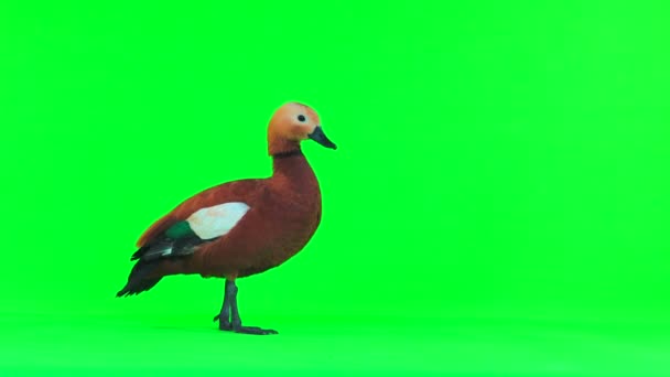 在绿色屏幕上孤立的雄性美丽明亮的红鸭 Ogar 在奴隶神话和佛教中 这只鸟被认为是神圣的 — 图库视频影像
