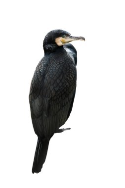 beyaz bir arka plan üzerinde izole karabatak (phalacrocorax carbo)