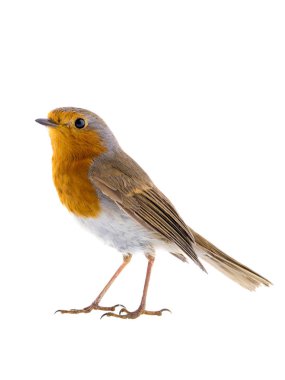 European robin (Erithacus rubecula) on a branch isolated on a white background clipart