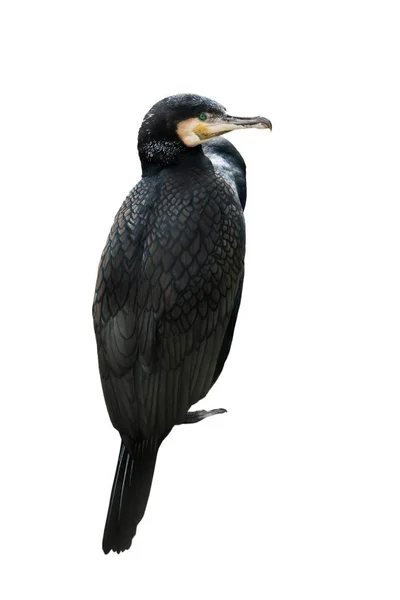 Cormorant Phalacrocorax Carbo Isolated White Background — Stock Photo, Image