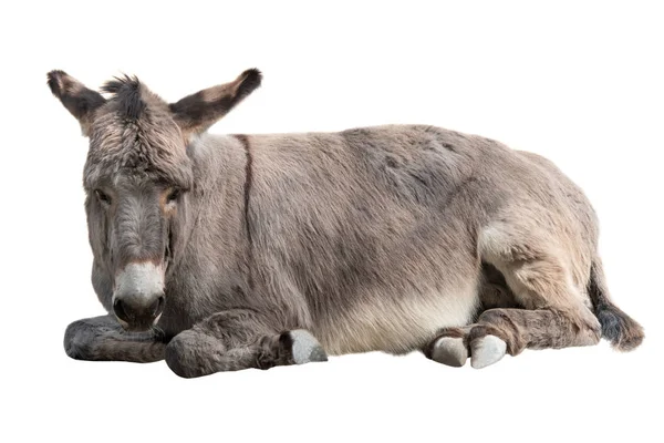 Ezel Ligt Geïsoleerd Een Witte Achtergrond — Stockfoto