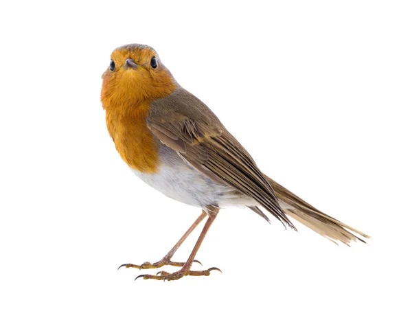 Robin Europeu Erithacus Rubecula Isolado Sobre Fundo Branco — Fotografia de Stock