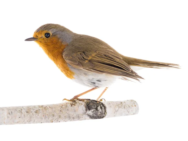 European robin (Erithacus rubecula) on a branch isolated on a white background