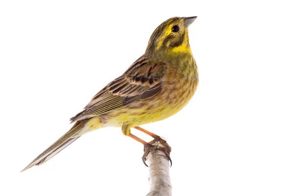 Жовтий Метелик Emberiza Citrinella Ізольований Білому Тлі — стокове фото