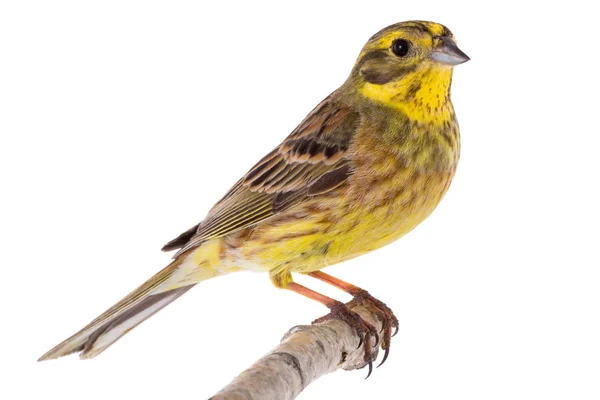 Yellowhammer Emberiza Citrinella Aislado Sobre Fondo Blanco —  Fotos de Stock