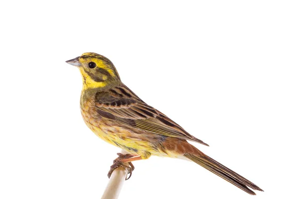 Éter Emberiza Citrinella Isolado Sobre Fundo Branco — Fotografia de Stock