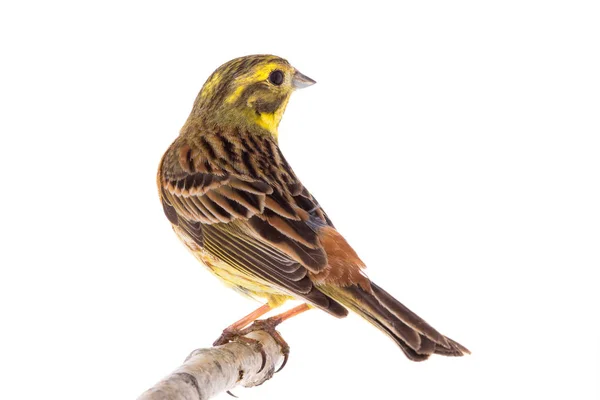 Жовтий Метелик Emberiza Citrinella Ізольований Білому Тлі — стокове фото