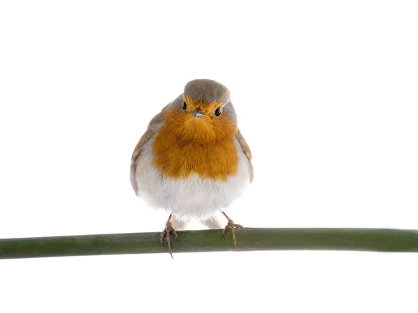 Vörösbegy Erithacus Rubecula Egy Ágon Elszigetelt Fehér Background — Stock Fotó