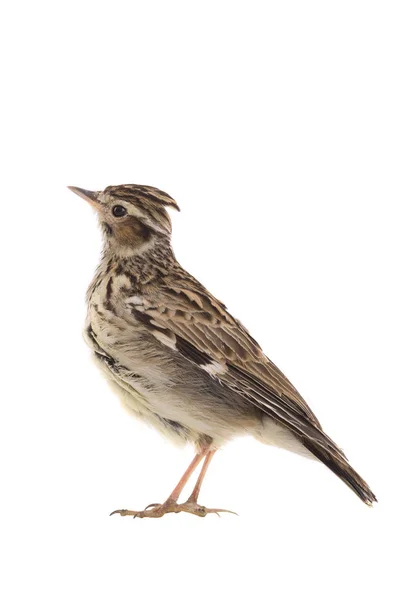 Wood Lark Lullula Arborea Isolated White Background — Stock Photo, Image