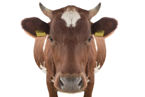 Portrait Cow Isolated White Background — Stock Photo, Image