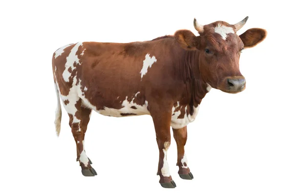 Young Cow Isolated White Background — Stock Photo, Image