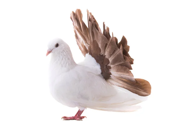 Dove Peacock Isolated White Background Symbol Peace — Stock Photo, Image