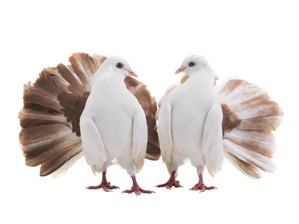 Αρσενικό Και Θηλυκό Περιστέρι Παγώνι Που Απομονώνονται Λευκό Φόντο Σύμβολο — Φωτογραφία Αρχείου
