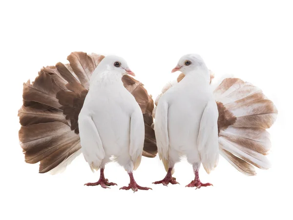 Mannelijke Vrouwelijke Duif Peacock Geïsoleerd Een Witte Achtergrond Als Symbool — Stockfoto