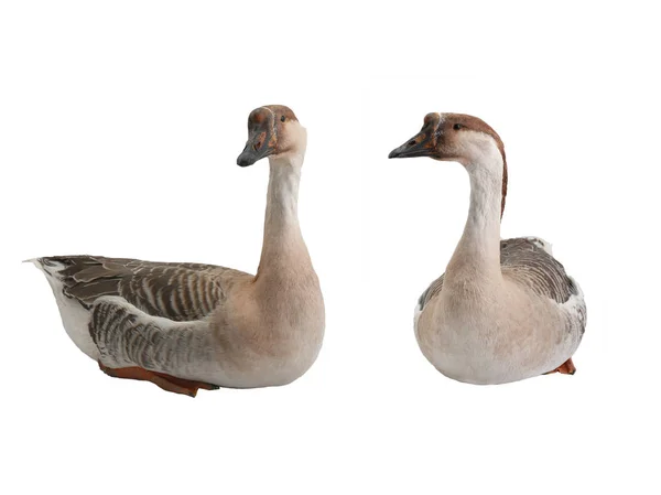 Two Goose Isolated White Background — Stock Photo, Image