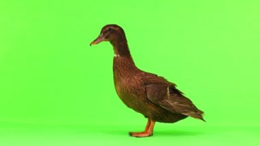 kahverengi ördek yeşil ekran üzerinde yürüyor