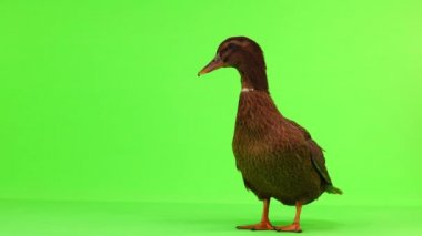 kahverengi ördek yeşil ekran üzerinde yürüyor