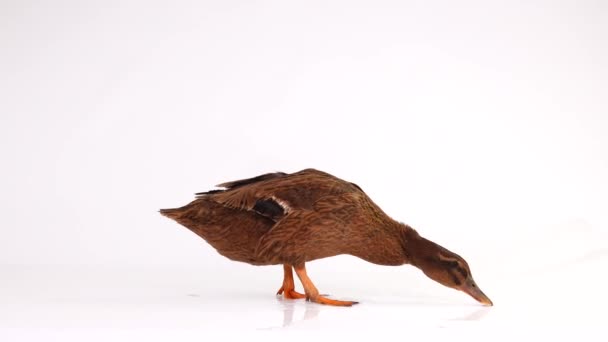 Canard Brun Dans Eau Sur Écran Blanc — Video