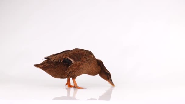 Beyaz Ekran Üzerinde Kahverengi Ördek — Stok video
