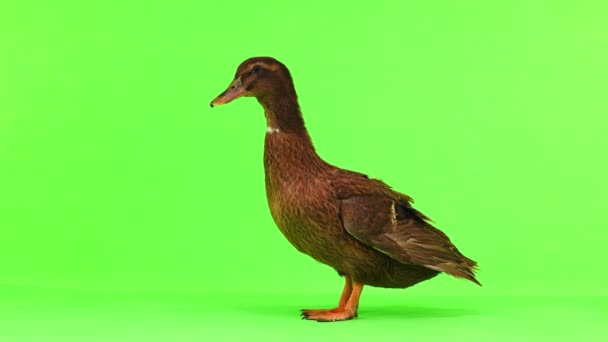 Kahverengi Ördek Yeşil Ekran Üzerinde Yürüyor — Stok video
