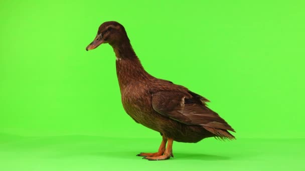 Brun Duck Promenader Grön Skärm — Stockvideo