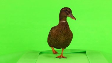 kahverengi ördek bir koşu bandı yeşil bir ekran üzerinde yürür