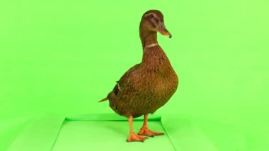 kahverengi ördek bir koşu bandı yeşil bir ekran üzerinde yürür