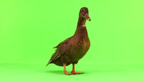 Braune Ente Spaziert Auf Grünem Bildschirm — Stockvideo