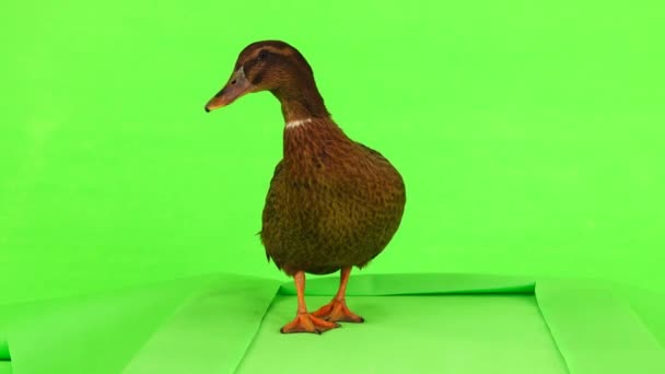 Braune Ente Läuft Auf Laufband Auf Grünem Bildschirm — Stockvideo