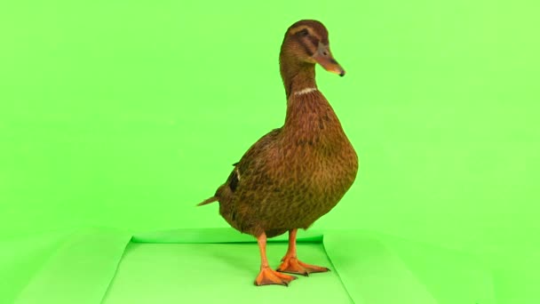 在绿色屏幕上的跑步机上散步的棕色鸭子 — 图库视频影像
