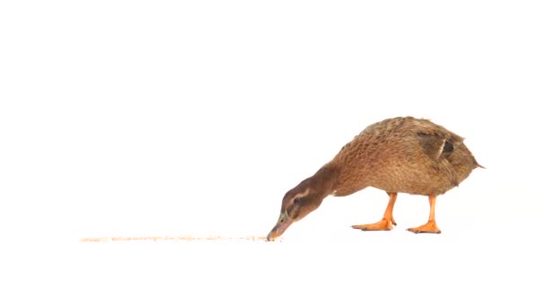 Brown Duck Eats Wheat White Screen — Stock Video