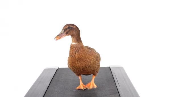 Brown Duck Walking Treadmill White Screen — Stock Video