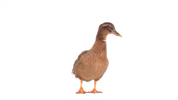 白色屏幕上的棕色鸭养爪 — 图库视频影像