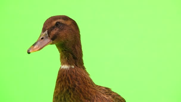 緑色の画面上の茶色の肖像画鴨 — ストック動画