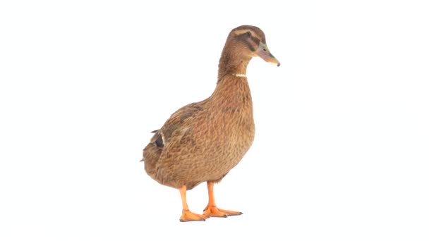 Male Brown Duck Isolated White Screen — Stock Video