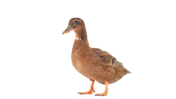 Male Brown Duck Isolated White Screen — Stock Video