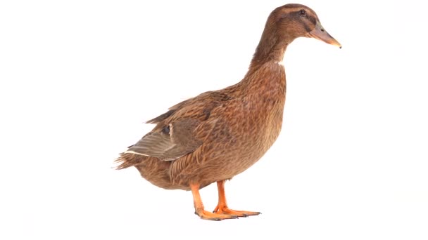 Male Brown Duck Isolated White Screen — Stock Video