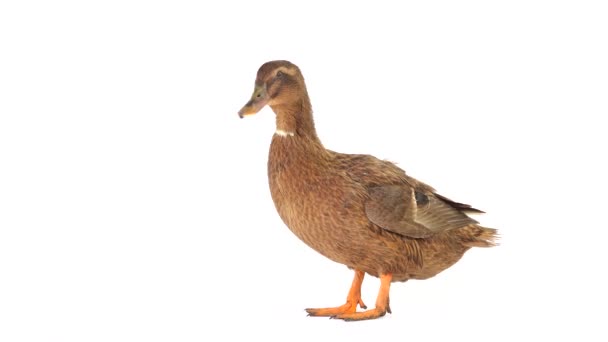 Male Brown Duck Isolated White Screen — Stock Video